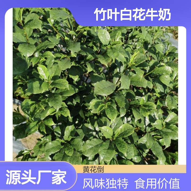 竹叶白花牛奶 灌木小乔木植物 多年生长 风味独特