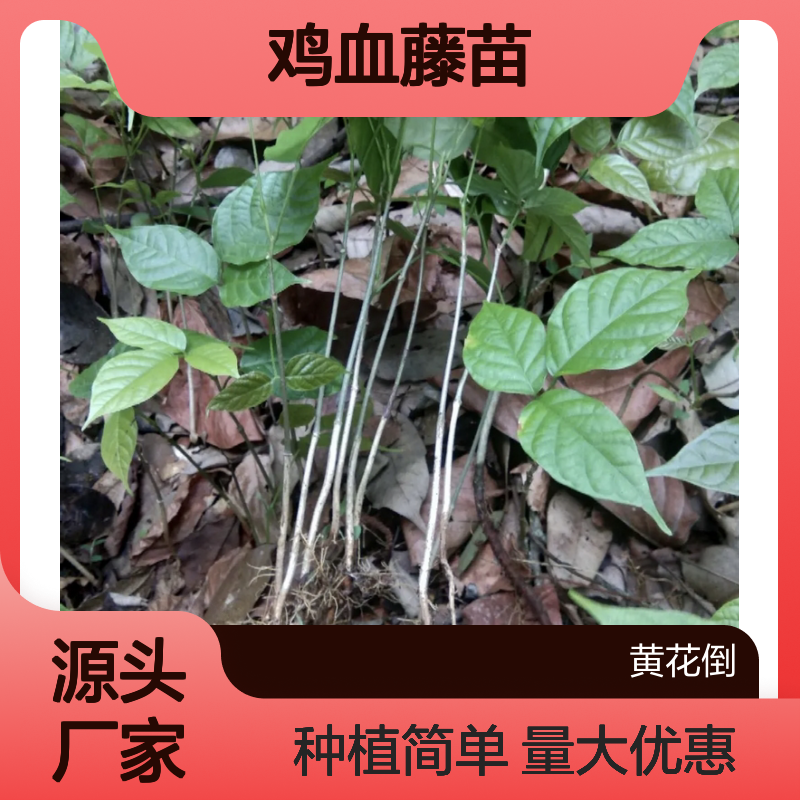 鸡血藤苗 扦插繁殖技术 园林植物 生长迅速 药用价值