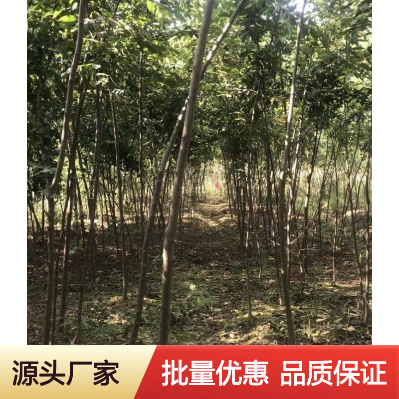 朴树苗批发 园林优选常绿乔木 耐寒耐旱 适应力强