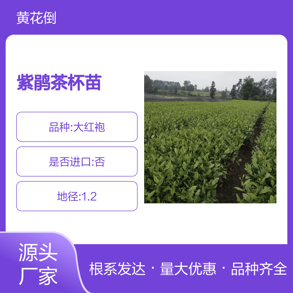 常年基地供应紫鹃茶杯苗 品种齐全质量保证根系发达种植好管理