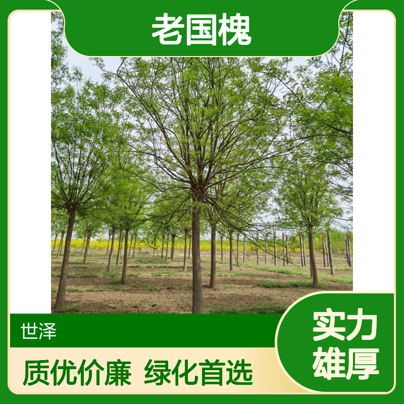 老国槐-12公分-苗圃供应-风景绿化-质量优良-分枝点一致