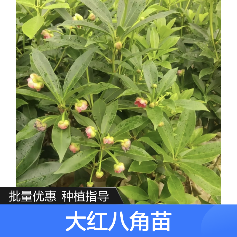 大红八角苗 基地直供 优质种苗 高产抗病 易于管理