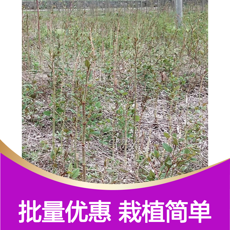 山大黄小苗 多年生草本植物 根系发达 适应性强