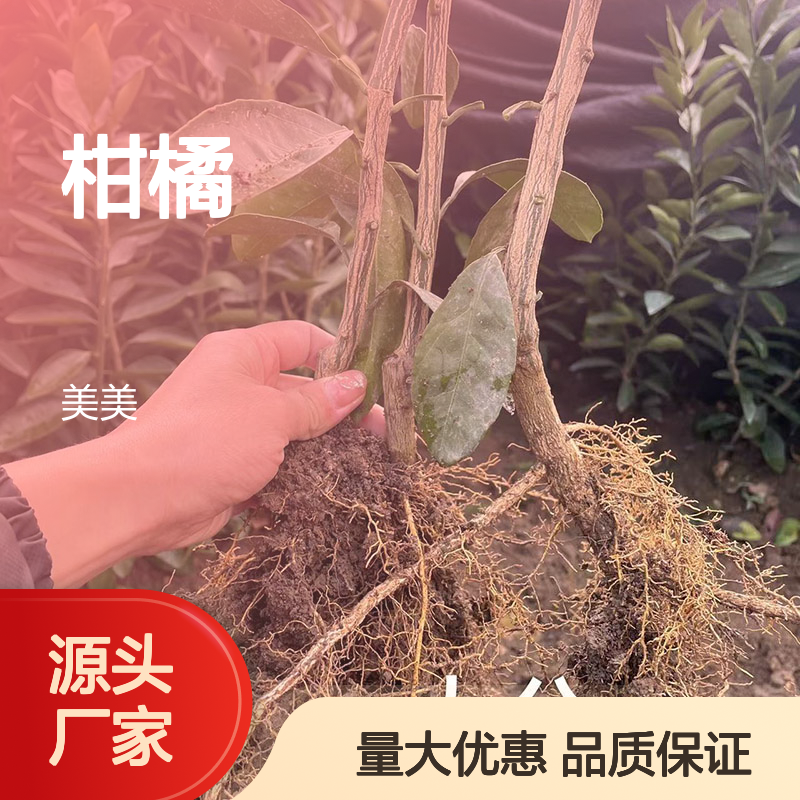 正宗大分柑桔树苗 特早熟蜜橘 省认定柑橘品种 100株起批