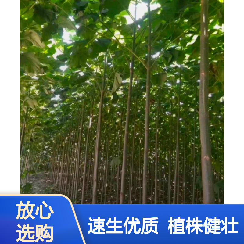 四倍体泡桐苗木 速生泡桐 地径2-5公分 植株健壮