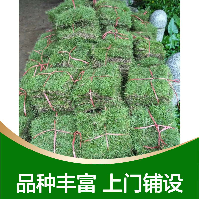 草皮批发市场 品种丰富南韵竹风提供上门铺设服务