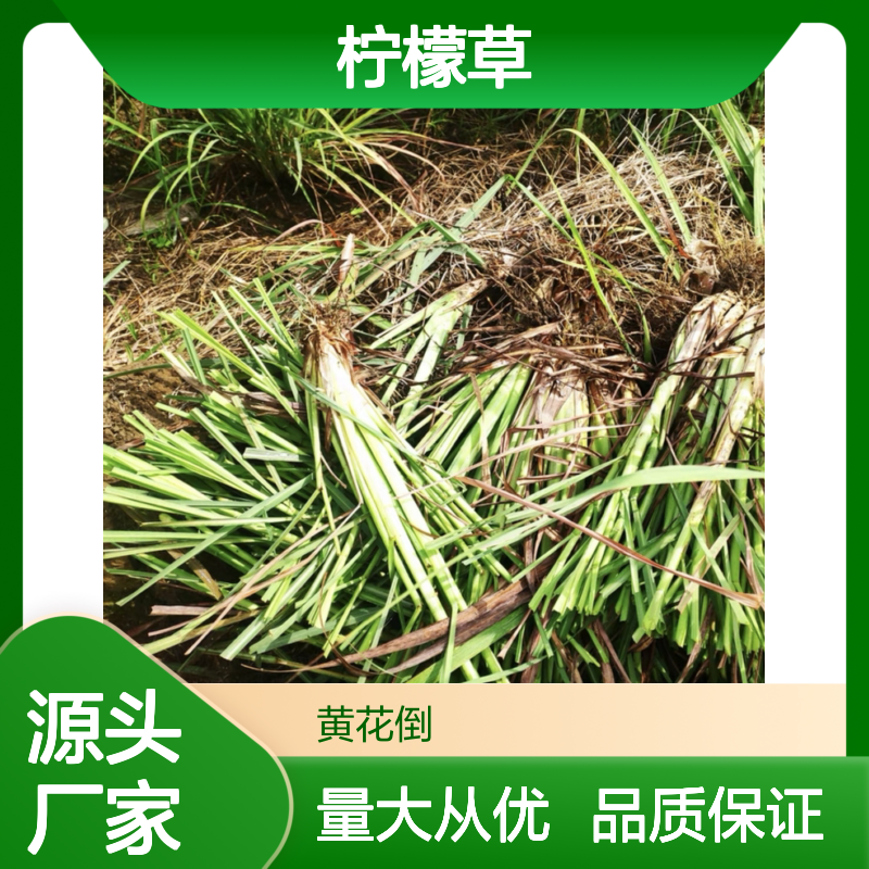 柠檬草苗大量供应 园林种植优选 芳香浓郁 生长迅速
