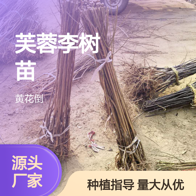 批发芙蓉李树苗 基地直发 嫁接优选 高效定植 管理便捷