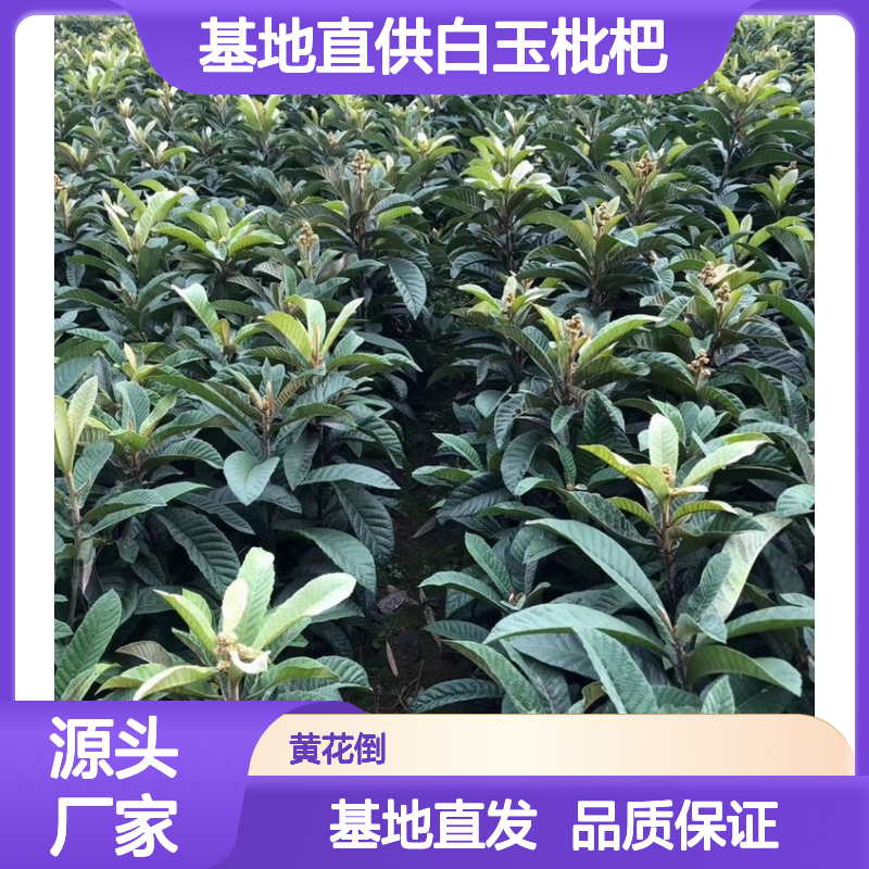 基地直供白玉枇杷实生树苗 基地直发包教种植管理技术 品质纯正可票