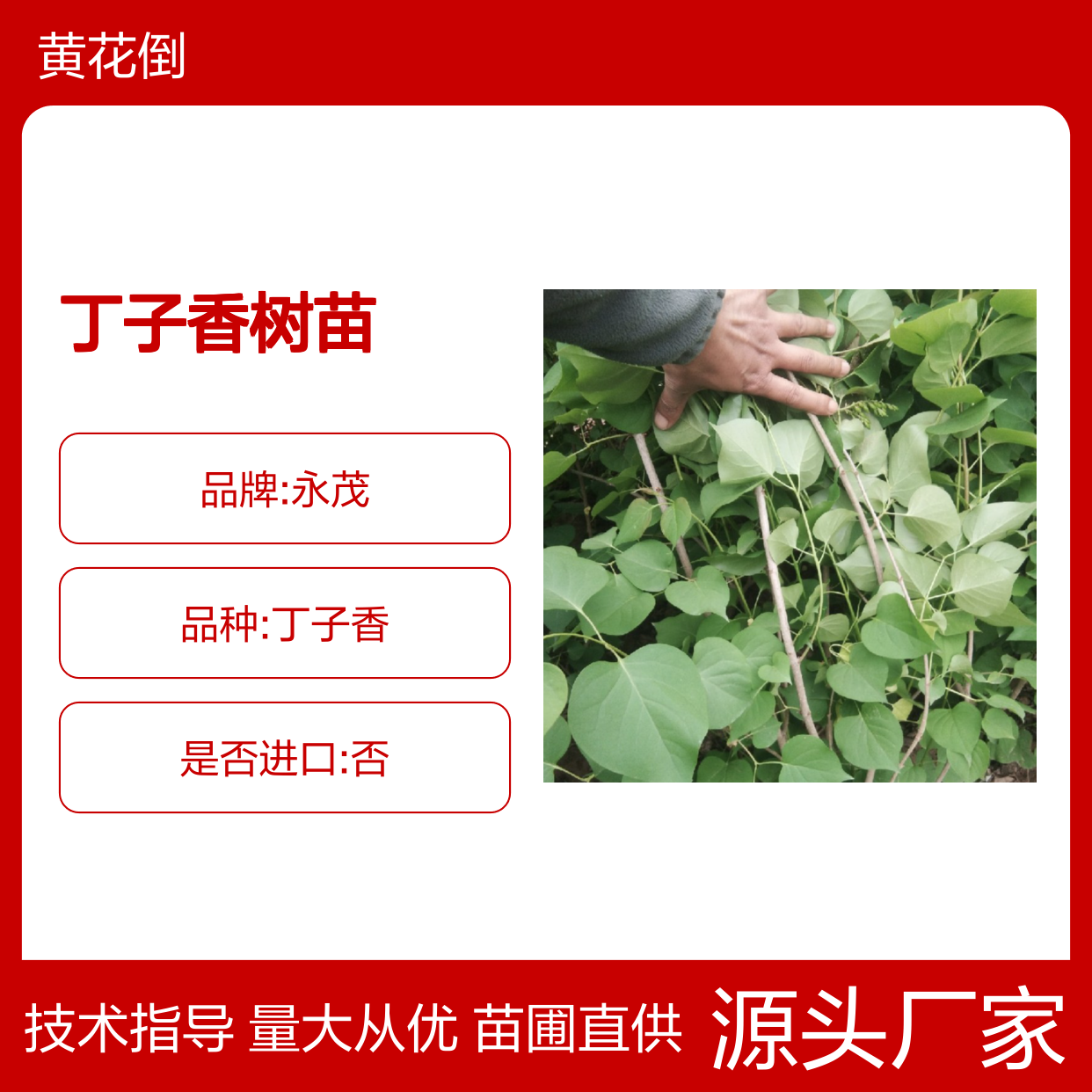 丁子香树苗 苗圃直供 品质保证 移栽简单 生长迅速