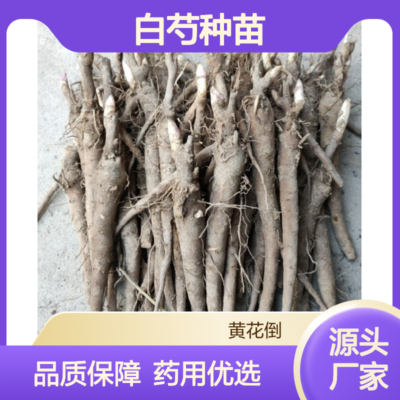 白芍种苗 多年生草质藤本 中草药种植 技术成熟