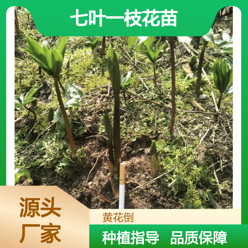 七叶一枝花苗 园林植物常绿灌木 易种易活 适应性强