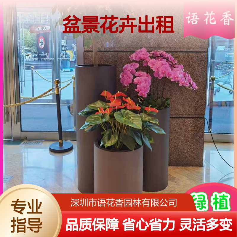 盆景花卉出租服务 全程养护 适合长期短期各类场合