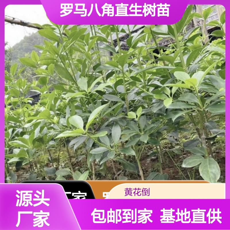 基地批发罗马八角直生树苗 送货上门包邮 欢迎来电洽谈经验分享