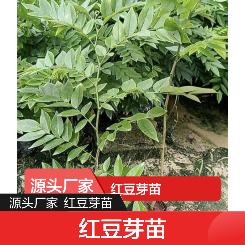 红豆芽苗 苗圃直供种植技术分享 品质保证 生长快速