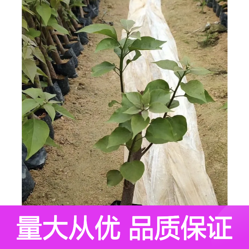 多色三角梅苗 基地直供 品种丰富 生长迅速 易于养护