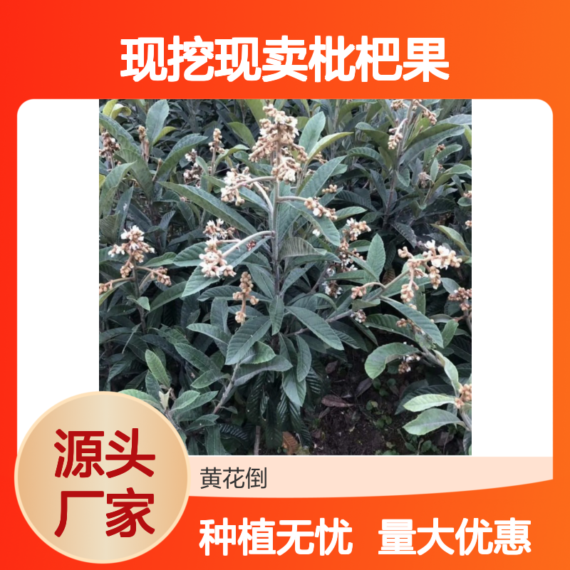 现挖现卖枇杷果直生苗 带种植技术 易于管理 成活率高