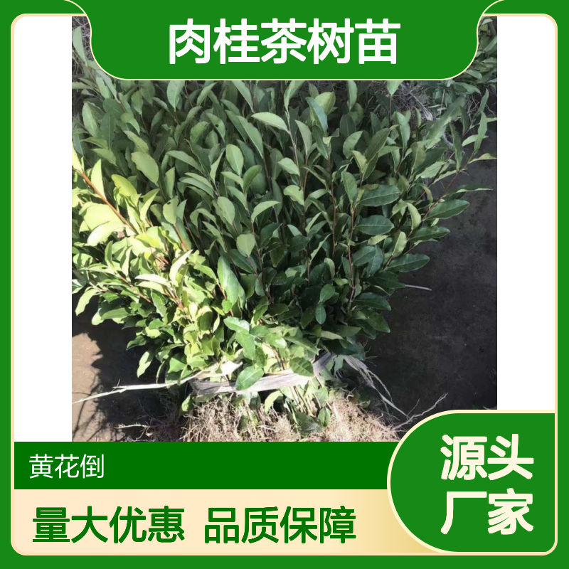 肉桂茶树苗种植基地 批量供应茶苗 品质优良 成活率高