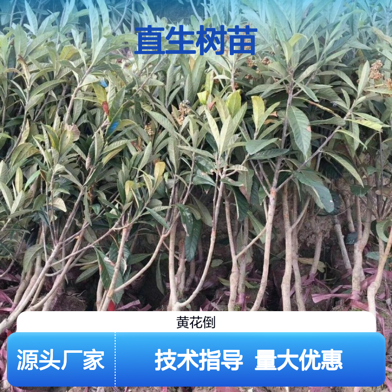 早钟6号枇杷直生树苗 基地直发种植技术 品质纯正