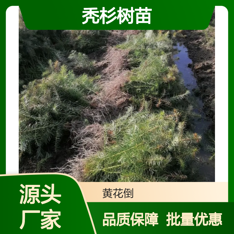 秃杉树苗 批发供应 亚热带适用 生长快速 经济价值高