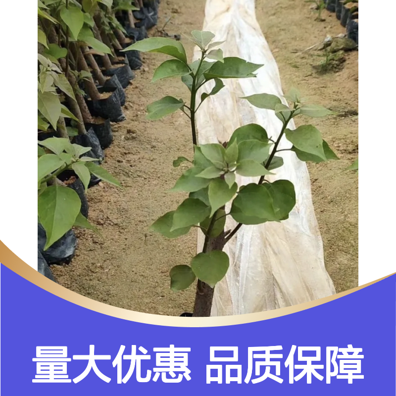 红三角梅苗 批发供应 园林优选 色彩丰富 易于扦插