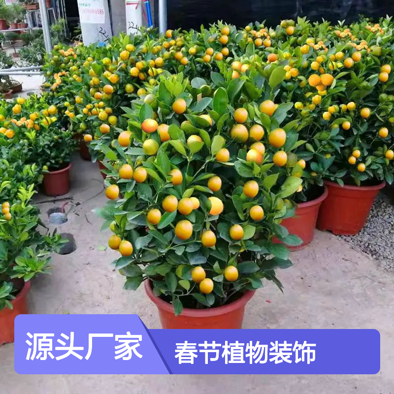 深 圳四季桔种植基地 年桔盆栽批发 春节植物装饰 南韵竹风