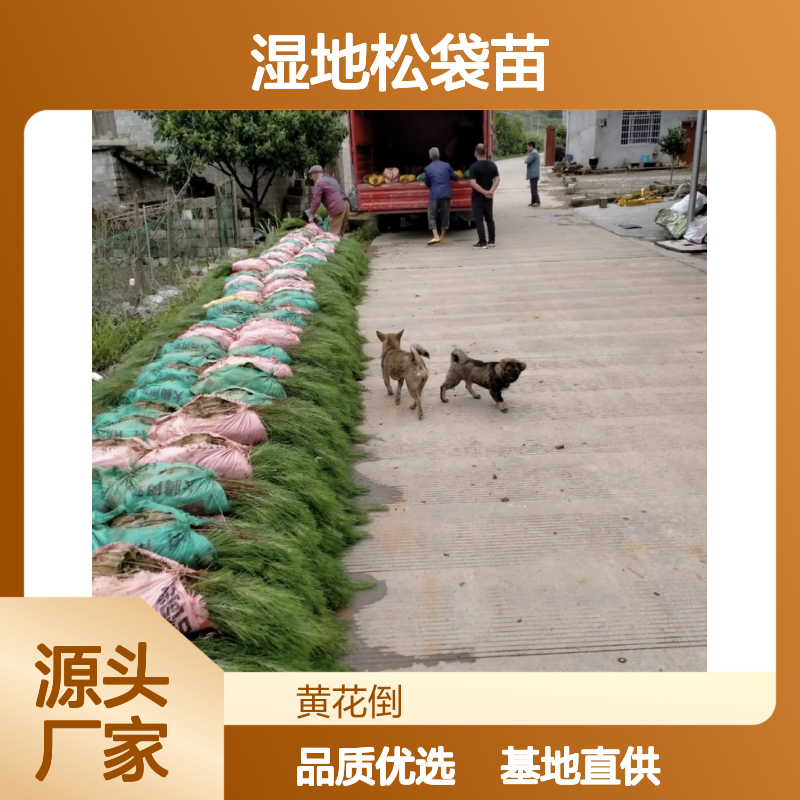 湿地松袋苗种植基地 直供优质袋苗 成活率高 专业培育