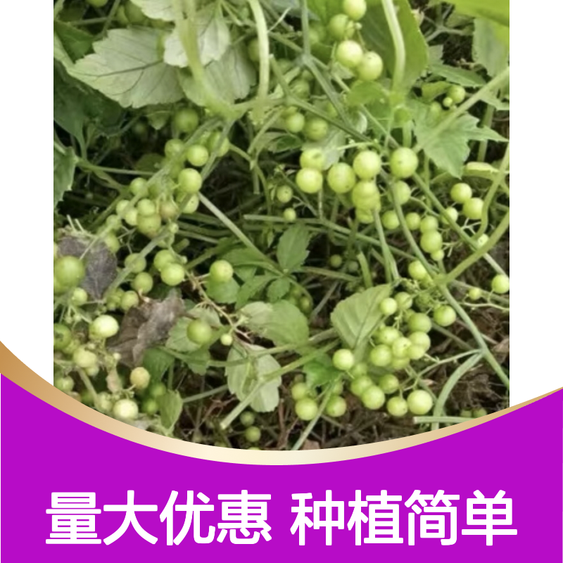 绞股蓝苗 扦插繁殖成活率高 生长迅速 多次收割