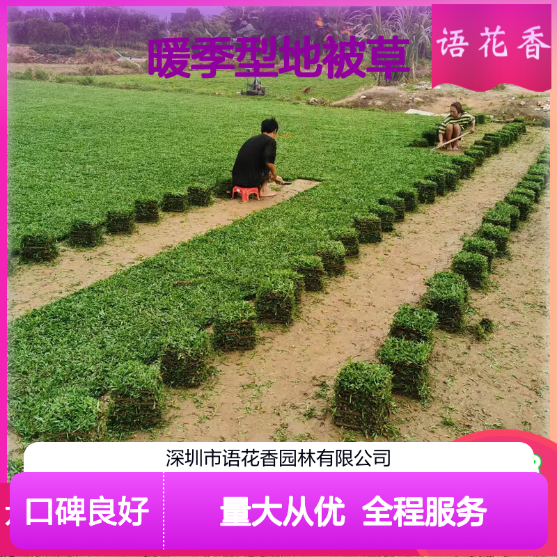 暖季型地被草 四季常绿草坪 耐修剪易养护 园林景观优选草种