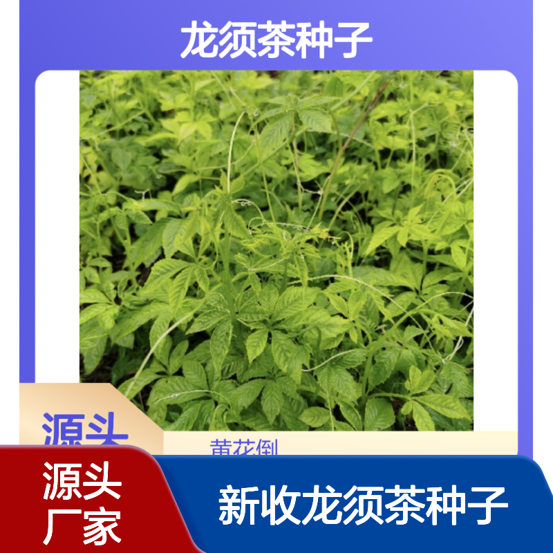 当年新收龙须茶种子 基地直供包技术 品质优良