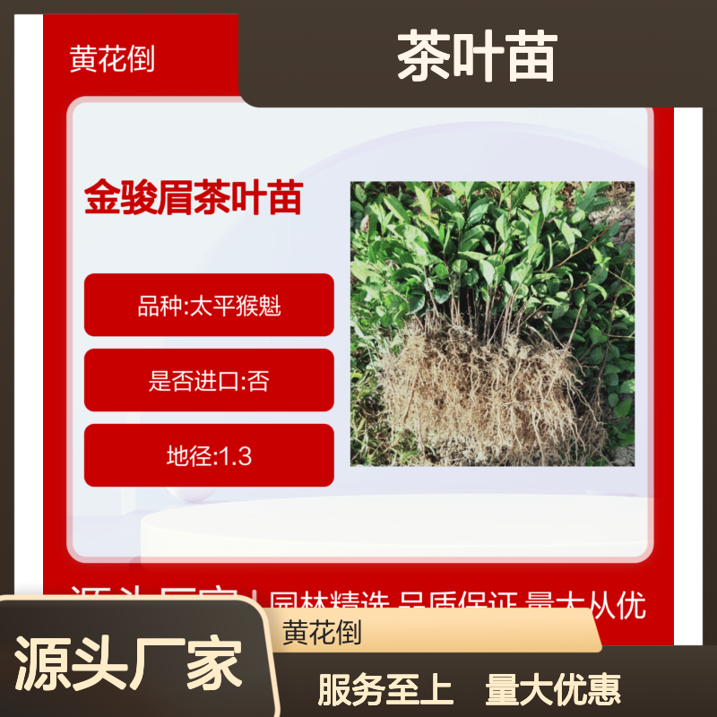 金骏眉茶叶苗 太平猴魁品种 主产区直供园林精选