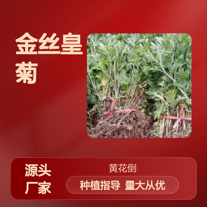 金丝皇菊种苗 基地直供 品质保证 成活率高 园林优选