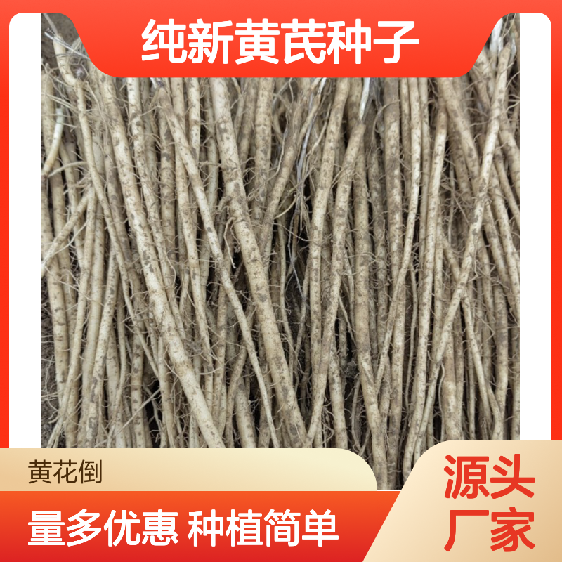 精选纯新黄芪种子 免费技术指导 补气固表 现货充足