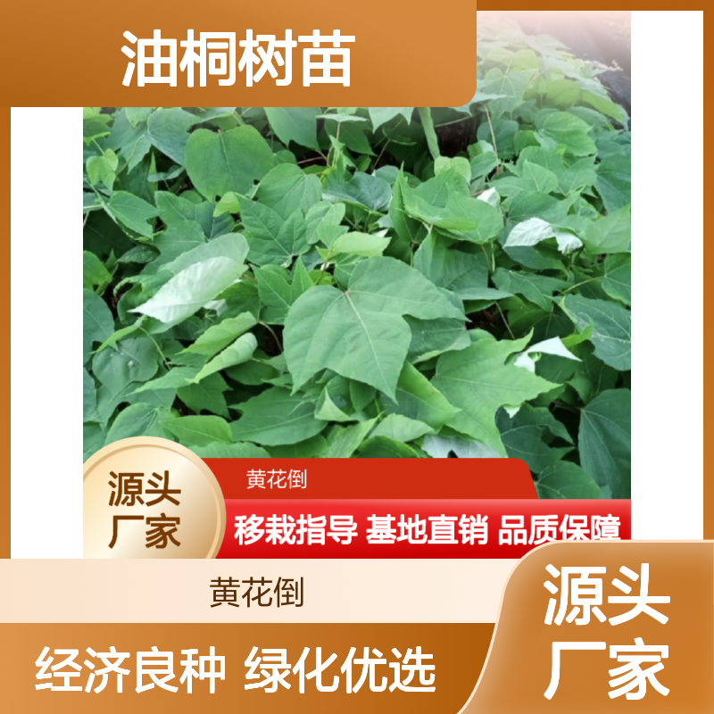 油桐树苗批发 基地直供 园林绿化 经济林优选 移栽指导