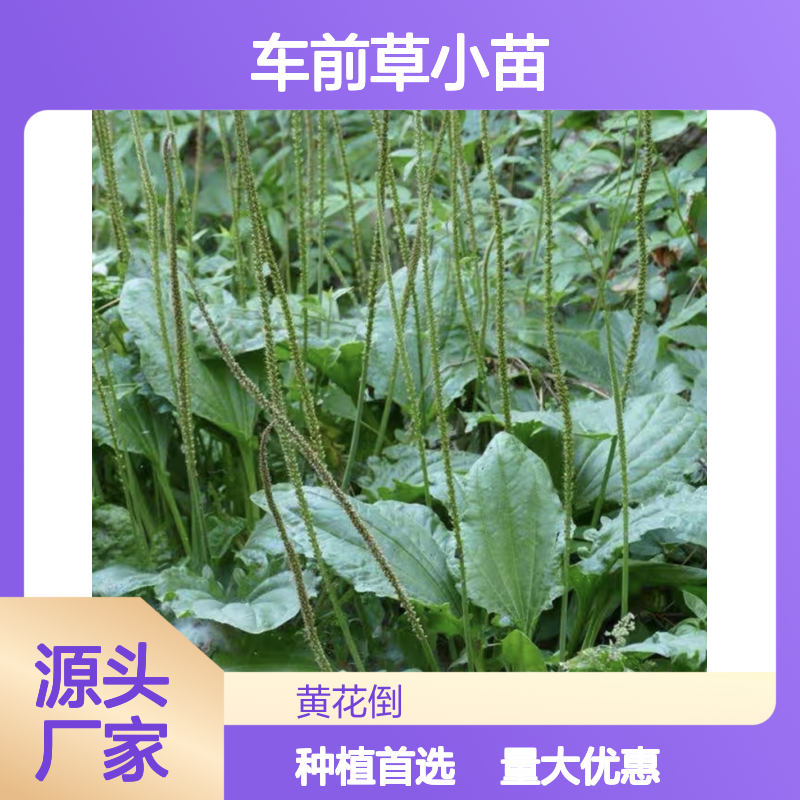 车前草小苗 百亩种植主产区直供 生长旺盛 适应性强