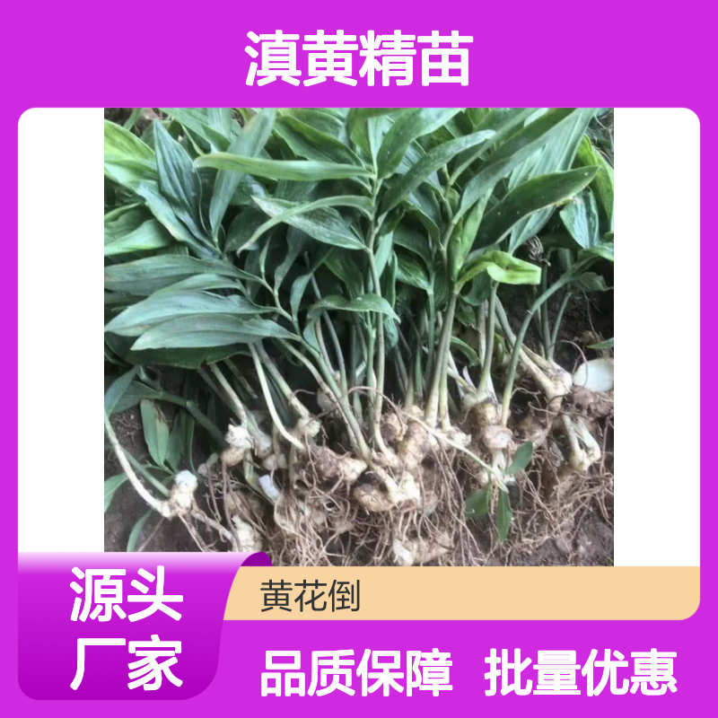 滇黄精苗批发 园林植物常绿灌木 品质优良 生长旺盛