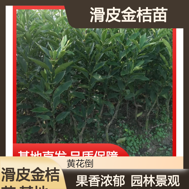 滑皮金桔苗 优良品种 基地直供 果香浓郁 成活率高