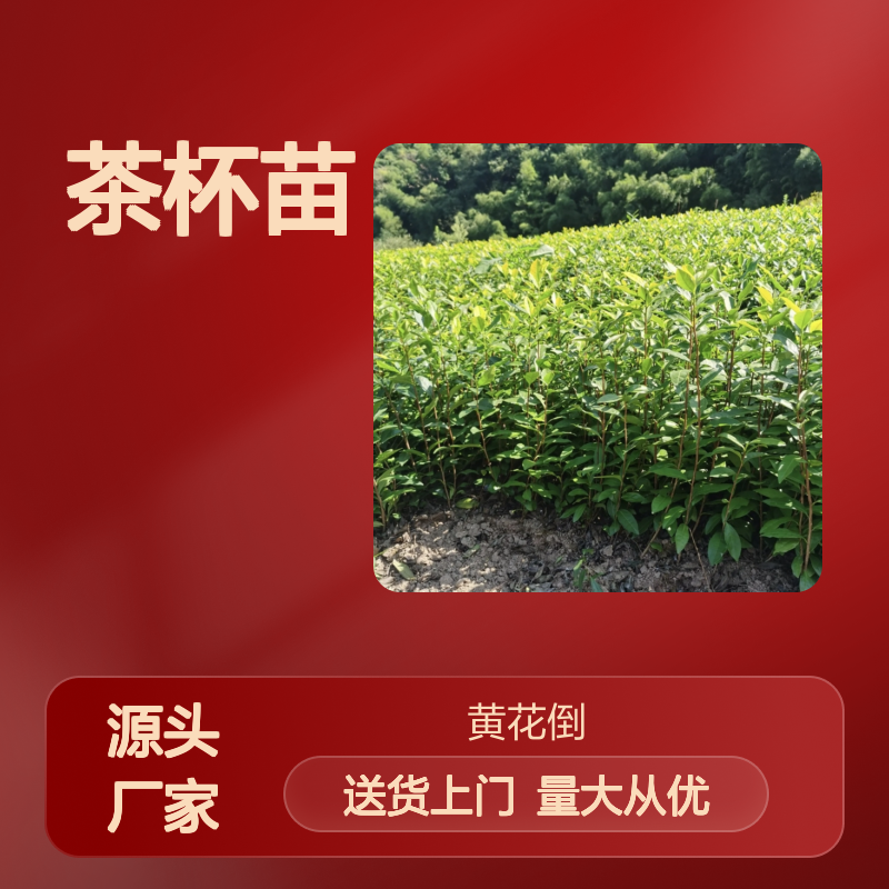 大豪38茶杯苗 一手货源 品质优良 产地直发 种植专业