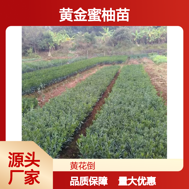 黄金蜜柚苗 基地直供 果树苗木 批量优惠 成活率高