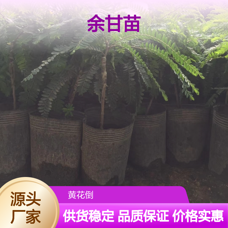 余甘苗果树苗 园林种植 优质批发 生态习性 分布广泛