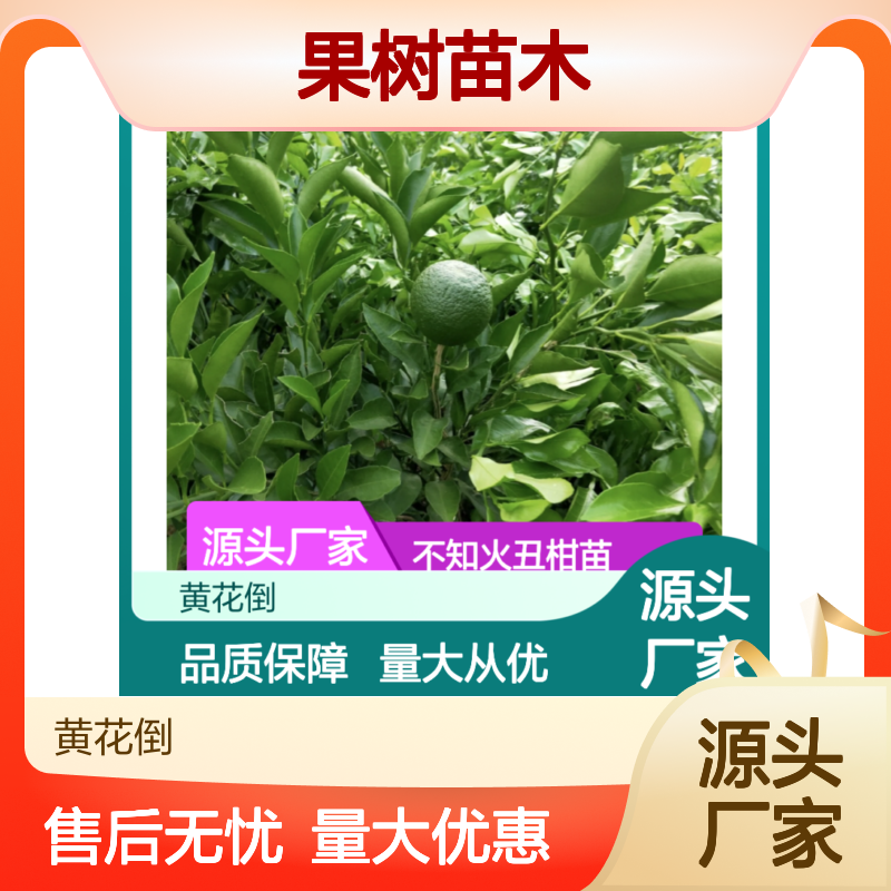 不知火丑柑苗 果树苗木 大果高糖 易剥皮种植 源头直供
