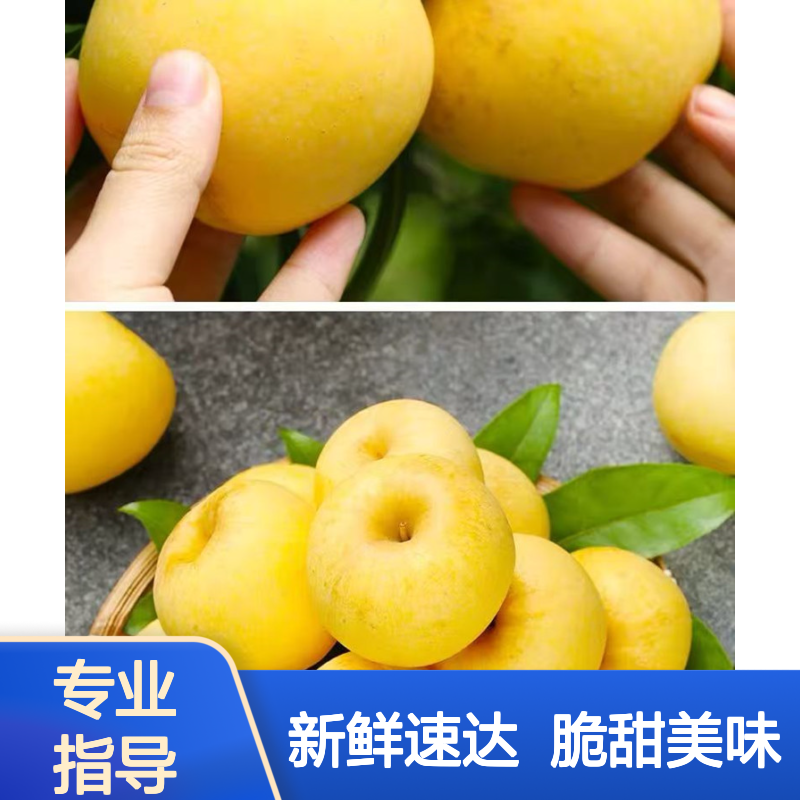 维纳斯黄金苹果冷链专线 珠三角至广西柳州直达 新鲜脆甜