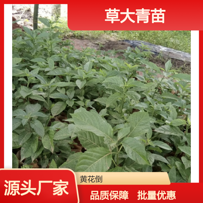 草大青苗种植专家 供应批发草大青 技术成熟