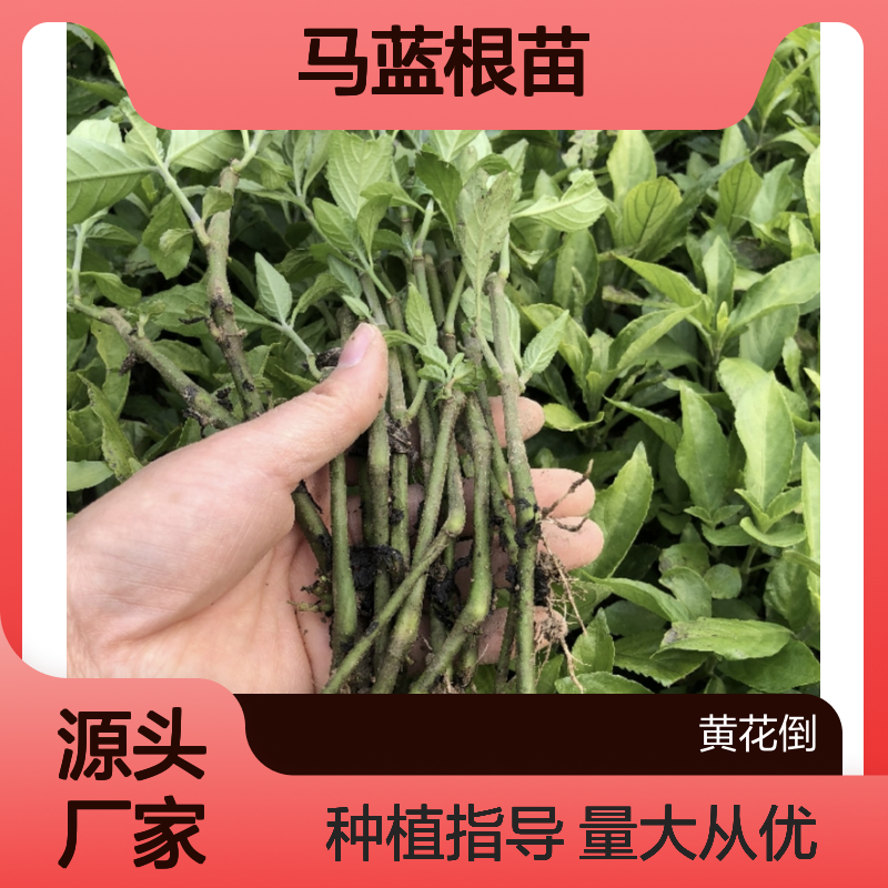 马蓝根苗 百亩种植区直供 技术成熟 品质优良 管理便捷