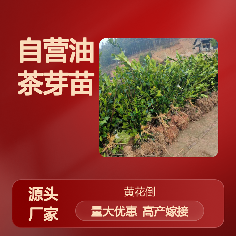 苗木合作社自营油茶芽苗 全程技术指导十几年苗木培育经验