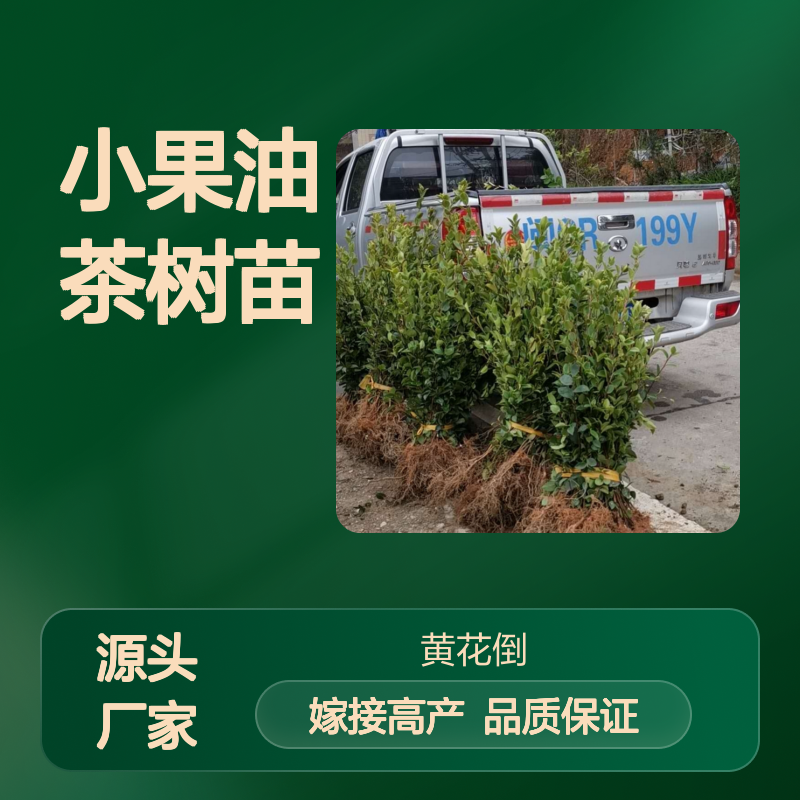 批发小果油茶树苗 嫁接高产果大皮薄 营养丰富