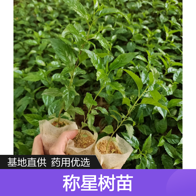 岗梅树苗 药用植物称星树 批发供应 天然野生 广泛分布