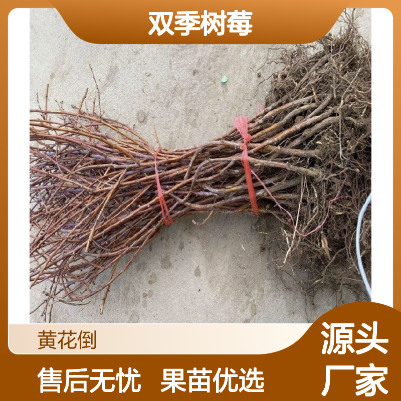 双季树莓果树苗木 批发基地直供 丰产优质 栽培简单