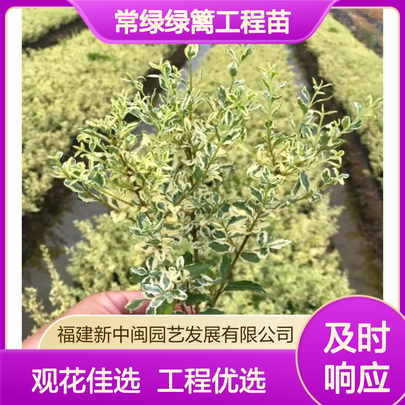 银姬小蜡 0.9年树龄龙枝型花叶女贞 漳 州产常绿绿篱工程苗 观花佳选