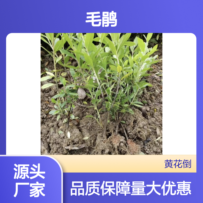 毛鹃小苗 园林布置佳选 批发供应 花多易养 修剪成形